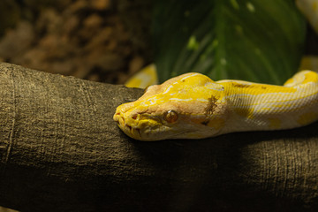 yellow snake