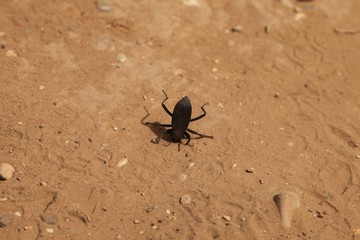 Black stink beetle headstand on West Rim Trail in Zion National Park, Utah