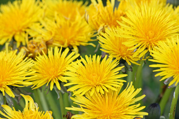 Yellow dandelions