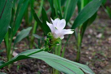 White flowers start to bloom. Naturally That looks beautiful Looking at the garden and refreshing