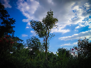 Beautiful Cloudy Sky View On The Plants And Trees In The Middle Of The Garden At Tangguwisia Village, North Bali, Indonesia
