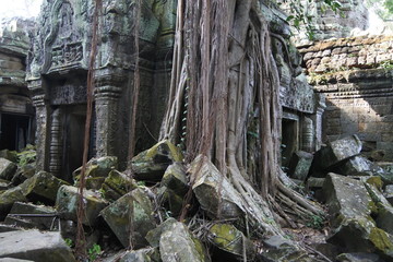 ta prohm temple in angkor wat cambodia
