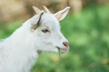 portrait of a goat