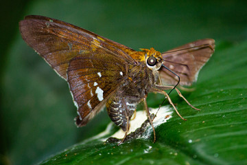 moth