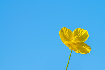 beautiful yellow flower on blue sky background