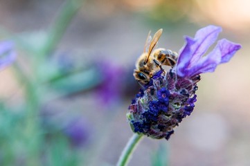 Honeybee on a Lavender Blossom