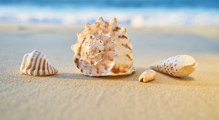 Fototapeta na wymiar Collection of sea shells on the beach with ocean background 