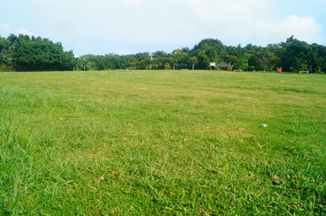 Lawns, plants and trees