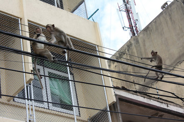 Monkeys are sitting on the street electric wires. Thailand