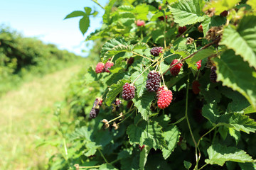 Berries growing on the vine at a berry farm on a sunny.
