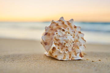 Fototapeta na wymiar Sea shell on a sandy beach at dusk