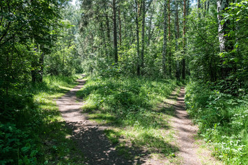 two paths in a green summer forest