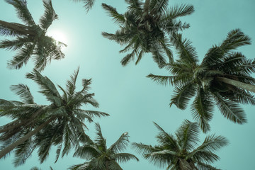 the tops of the palm trees against the sunny sky