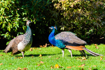 Obraz premium Adult peafowls, a male blue Indian Peacock & a green and brown female Indian Peahen standing on grass lawn in nature park garden on sunny autumn day. Beautiful colorful wildlife animals.