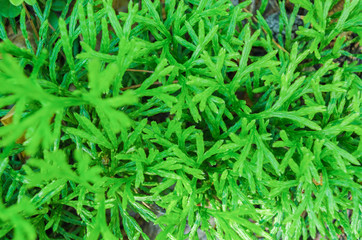 green grass texture and background