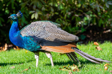 Colorful vibrant adult peafowl male blue Indian Peacock standing on grass lawn in nature park garden on sunny autumn day. Beautiful distinct wild bird/ wildlife animal.