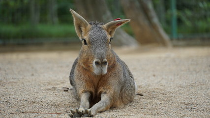 Mara in zoo