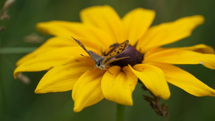 butterfly on flower
