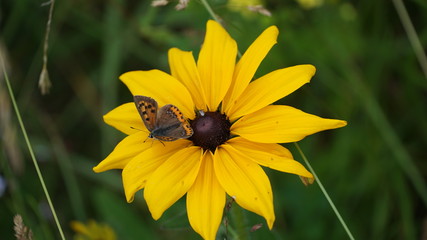 butterfly on flower