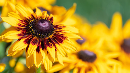 Golden yellow and purple Black Eyed Susan flower, close up. Sun shining on a healthy vibrant colorful plant in nature park garden, isolated with selective focus and blurred background on sunny day.