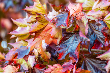 Beautiful autumn color maple leaves in garden with selective focus and blurred background. Colorful vibrant red, orange, green, yellow, brown autumnal season plant with broad leaves.
