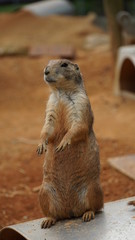 meerkat on a rock
