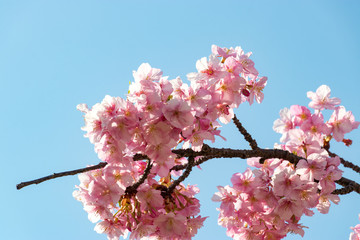 旧中川の河津桜　東京都江戸川区平井