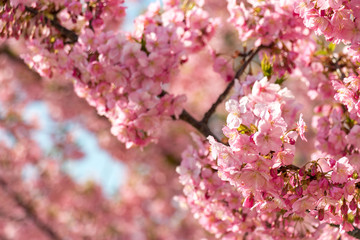 旧中川の河津桜　東京都江戸川区平井