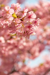 旧中川の河津桜　東京都江戸川区平井
