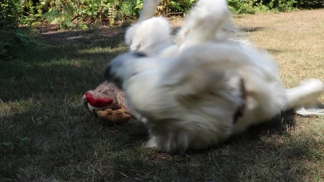 White labrador playing with dog toy.