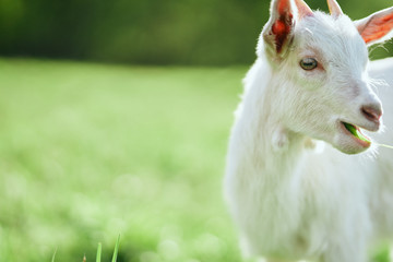 Obraz premium goat on green grass