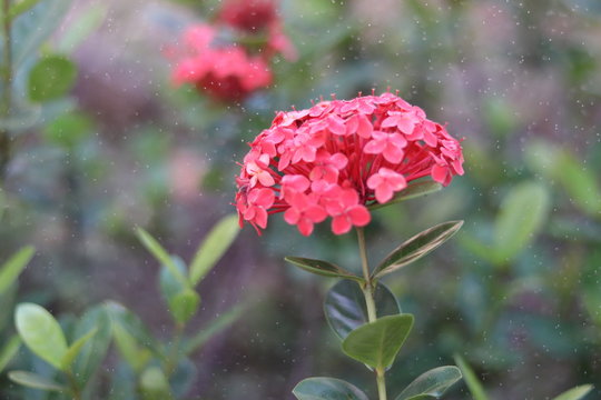 red flower in the garden raing