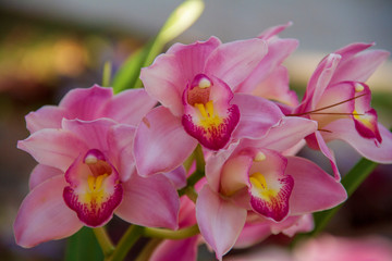 Pink Orchid flower are blooming in the garden so very beautiful.