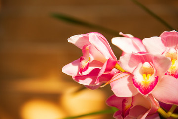 Pink Orchid flower with sun light are blooming in the garden so very beautiful.