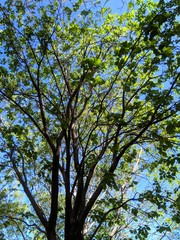 tree in spring