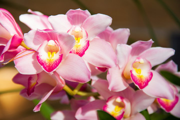 Pink Orchid flower are blooming in the garden so very beautiful.