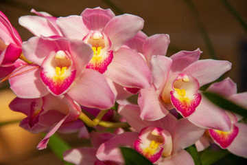 Naklejka na ściany i meble Pink Orchid flower are blooming in the garden so very beautiful.