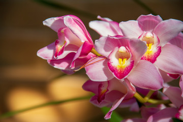Fototapeta na wymiar Pink Orchid flower are blooming in the garden so very beautiful.