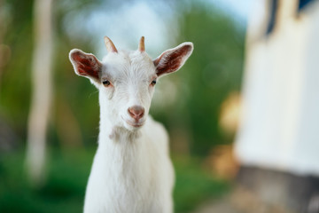 goat on the meadow