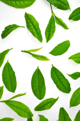 ランダムに並ぶ茶葉