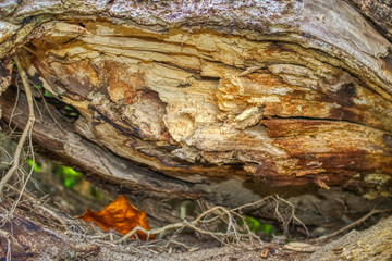 This unique photo shows the inside of a rotten tree. The picture was taken in the Maldives