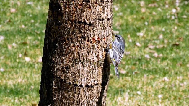 Yellow-rumped Warbler, Dendroica coronata, on bark of tree trunk. Also known as Myrtle Warbler and Audubon's Warbler.