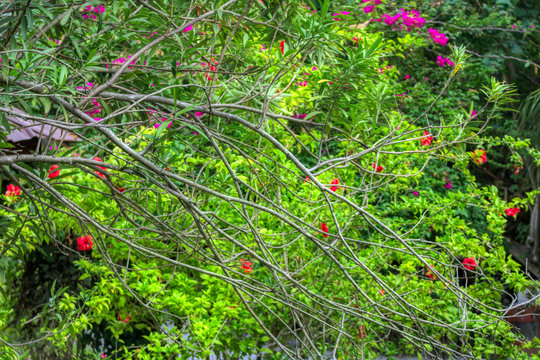 This unique photo shows a beautiful colorful and blooming shrub. This picture was taken on the Maldives