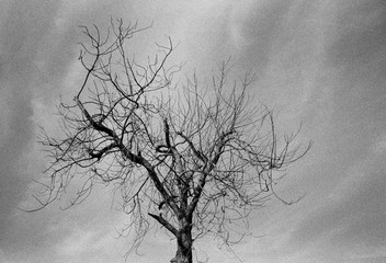 Fototapeta na wymiar dead tree 