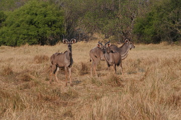 Fototapeta na wymiar herd of antelopes