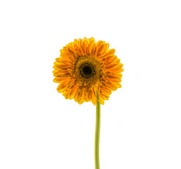 Single Yellow Flower on White Background