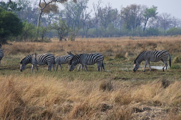 Fototapeta premium herd of zebras