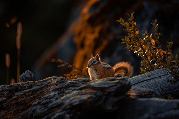 Squirrel