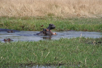 hippo mouth open