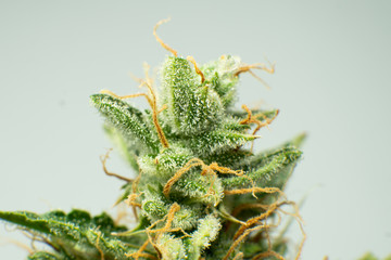Fresh green weed In details. CBD THC in Pot. Macro trichomes cannabis. Marijuana bud close up....